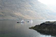 mussel boats